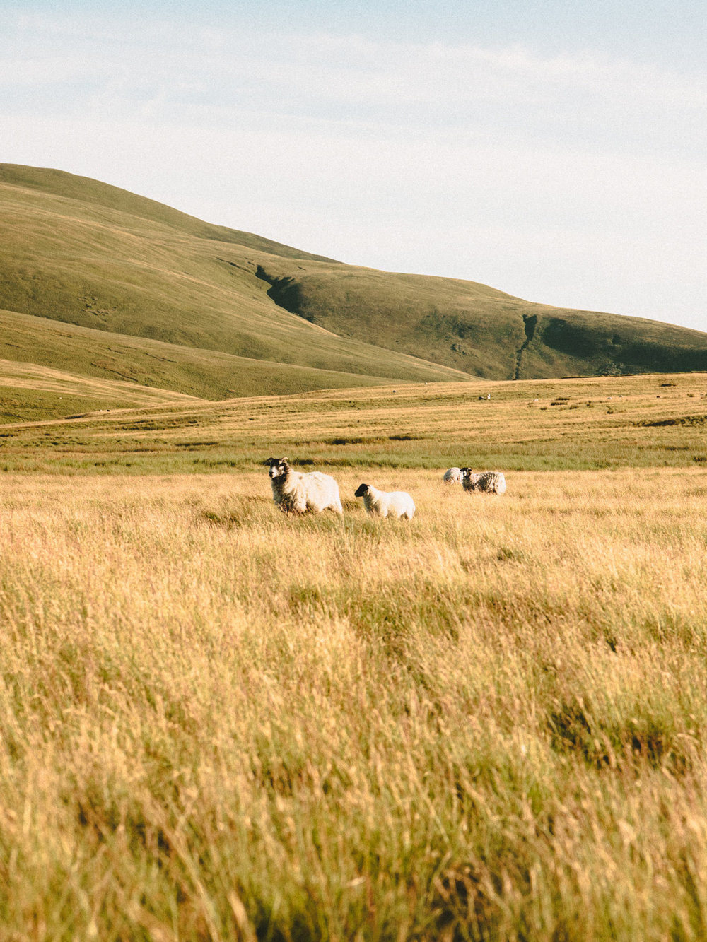 Some of the local residents of the Lake District in the UK. Don't get too close, they're a little sheepish.