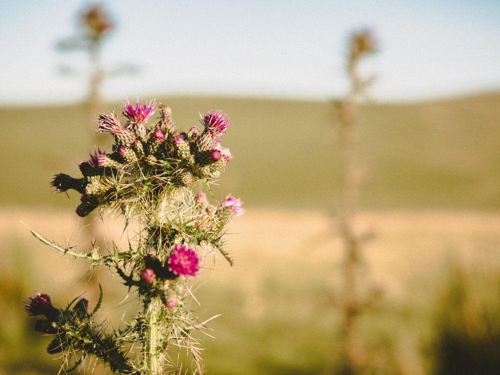If your family travels to the Lake District of England, watch out for nasty thistles.