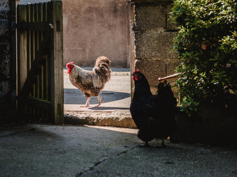 Chickens at Lake District Farmhouse from our time in the United Kingdom.