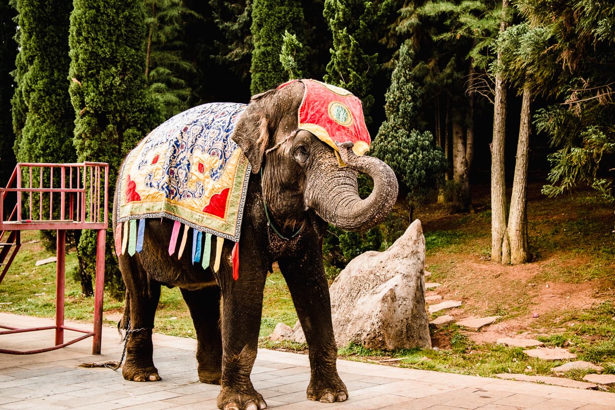 An Elephant chained up at the Yunnan Ethnic Village in Yunnan China.