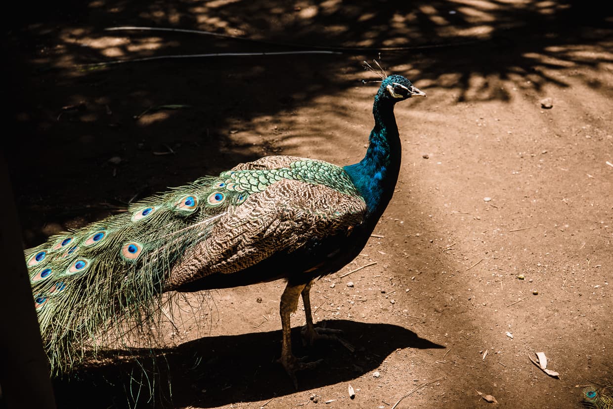 A peacock in the Yunnan Ethnic Village. Dai People.