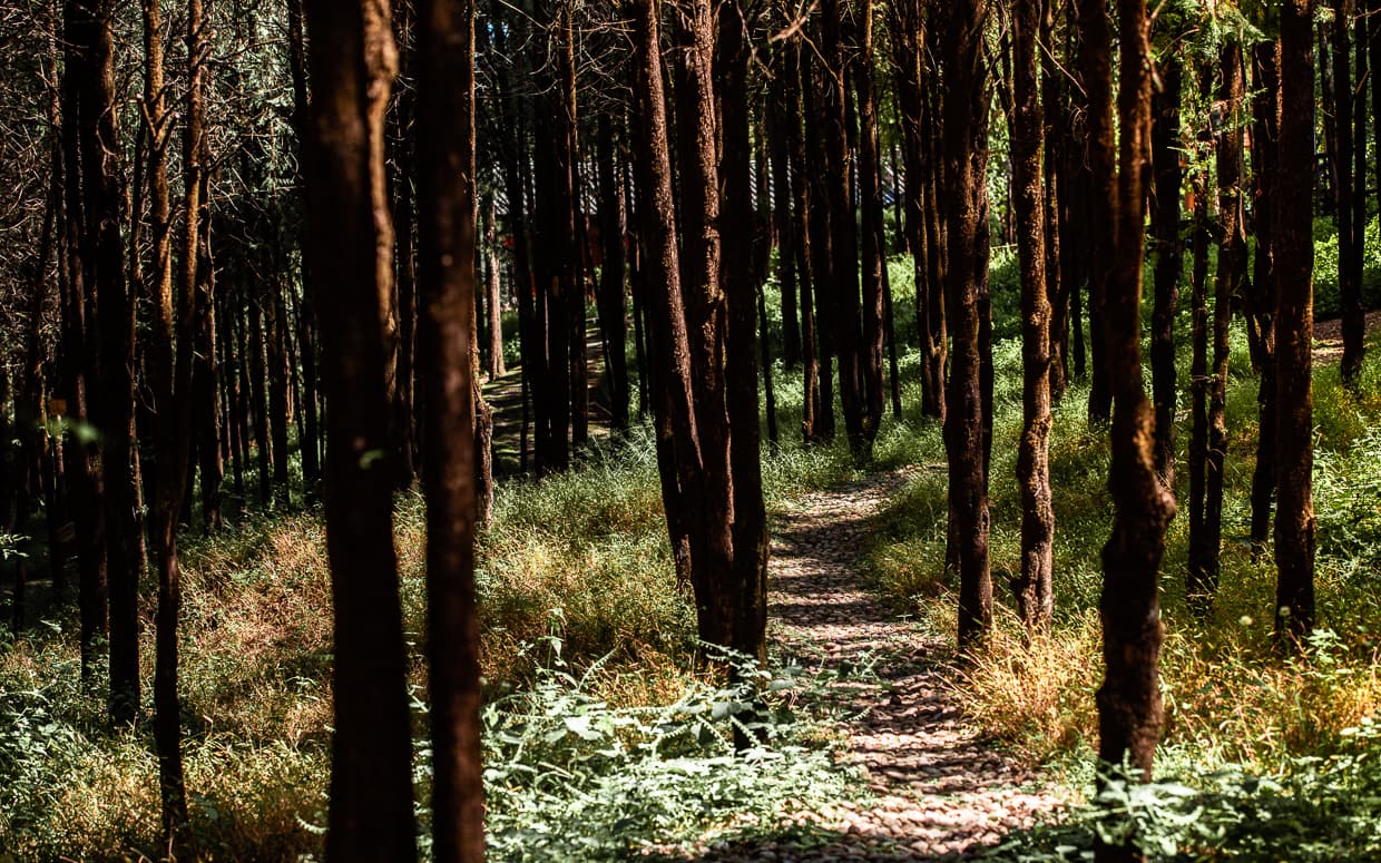 A forest path on Lion Hill in Lijiang, China.