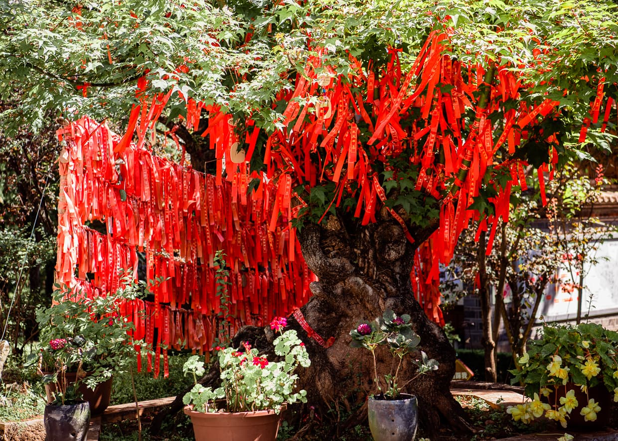 A tree in China covered in red ribbons.