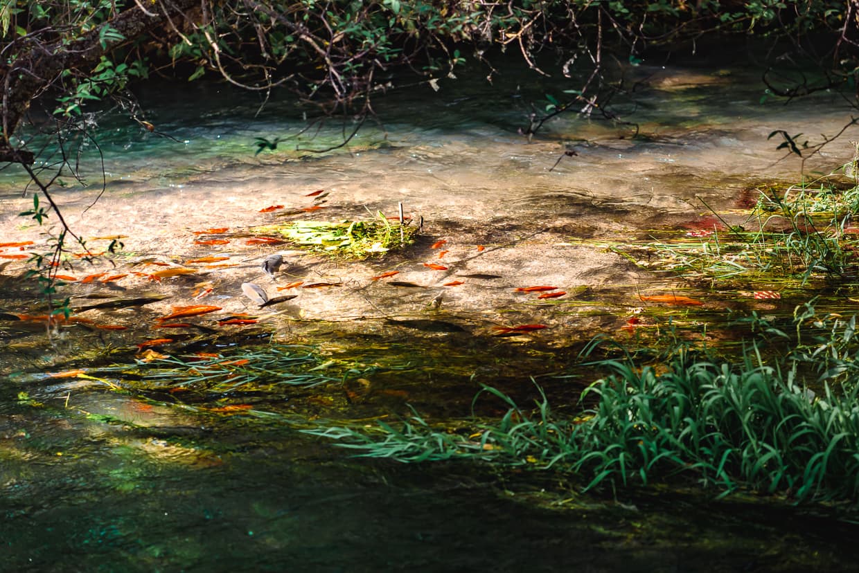 Fish in the black dragon pool in Lijiang, China.
