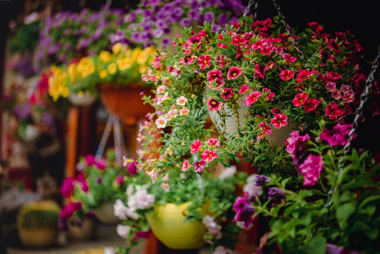 Flowers in a nunnery on Dali, China's Cangshan mountain.