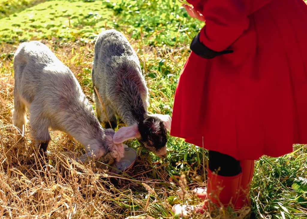 Lisa feeds baby goats on Christmas Morning.