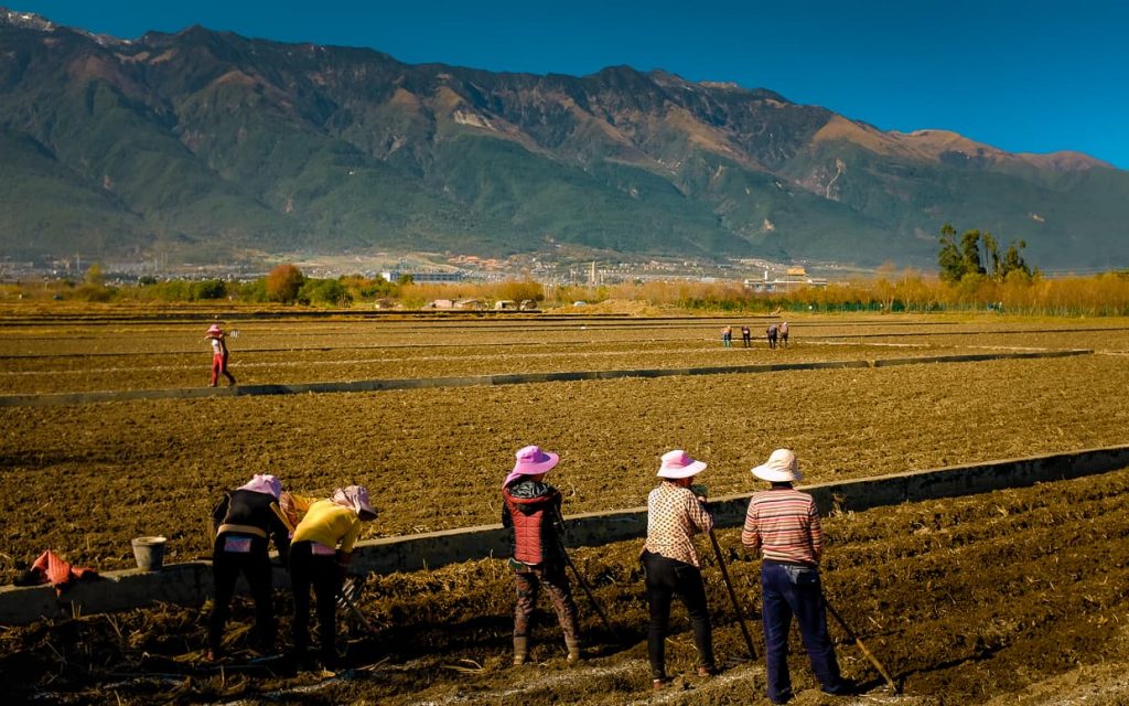 Farmers working the fields on Christmas Day in Dali, China.