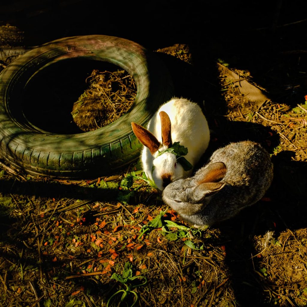 The rabbits on Li Li's farm in Dali, China.