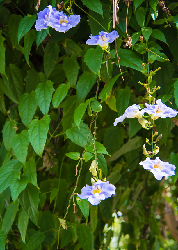 FloridaBontanicalGardens-LargoFlorida-JakeandDannie-12