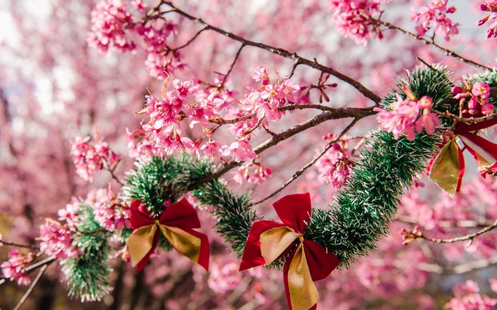 Christmas decorations in a cherry blossom tree.