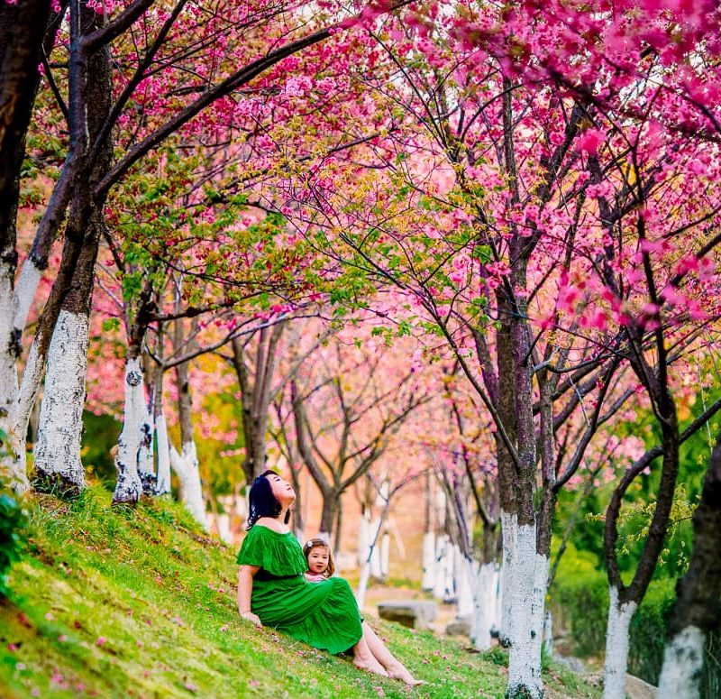 Cherry blossoms on a hillside at Dali University.