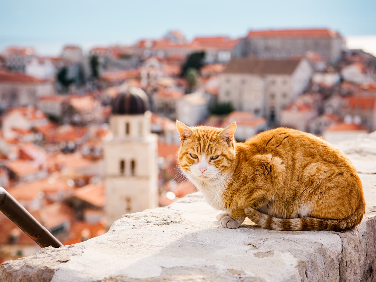 A cat sunning itself in Dubrovnik, apparently unconcerned about the height of the city walls.