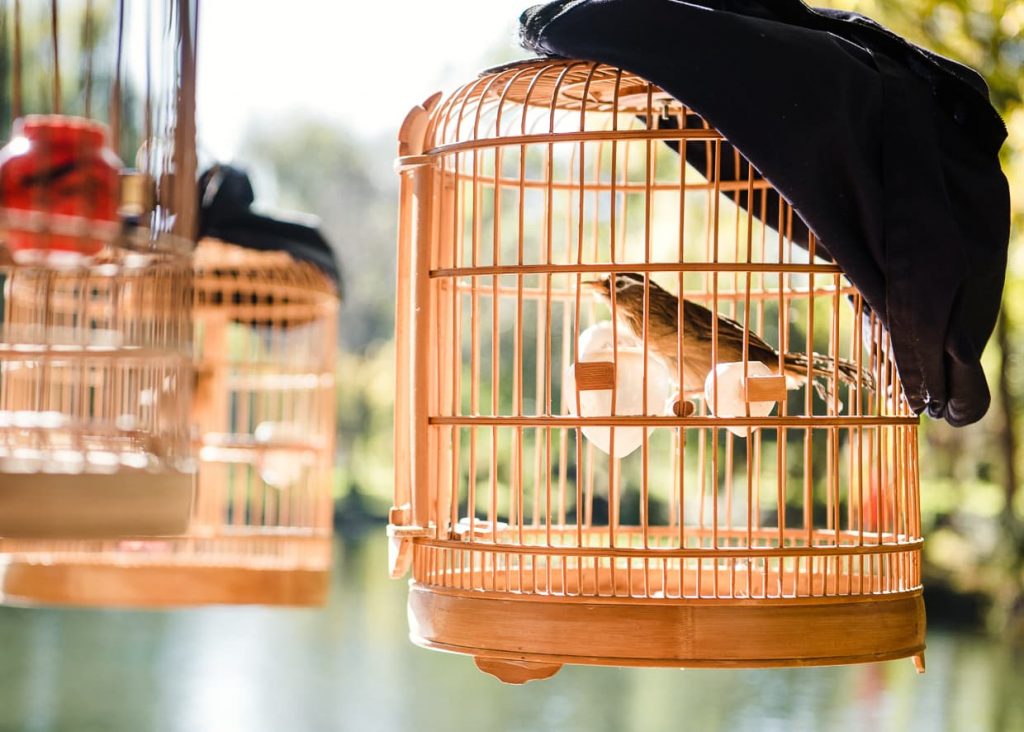 A Huamei songbird in a cage in Lijiang, China.