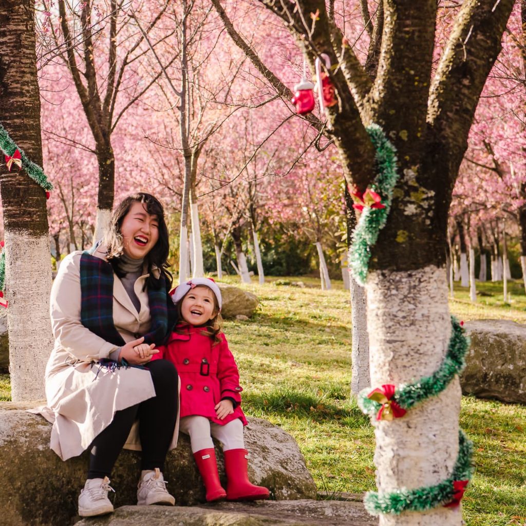 Taking Christmas photos under Cherry Blossom trees in Dali, China.