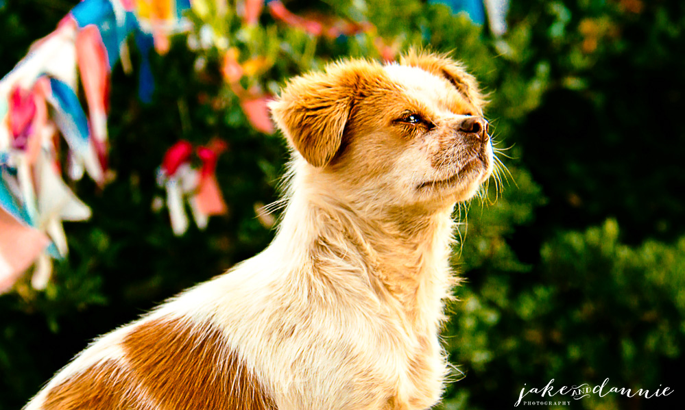 A stray dog by a shrine in China