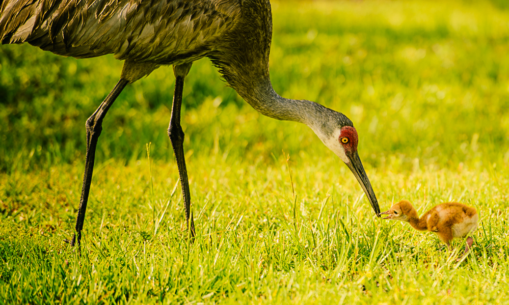 A sandhill crane feeds its chick in Florida