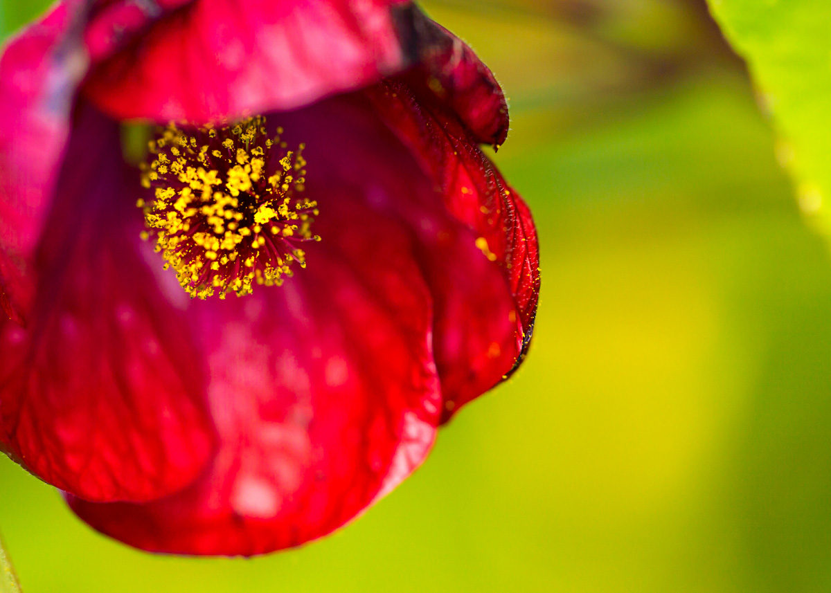 tulip macro flower photography