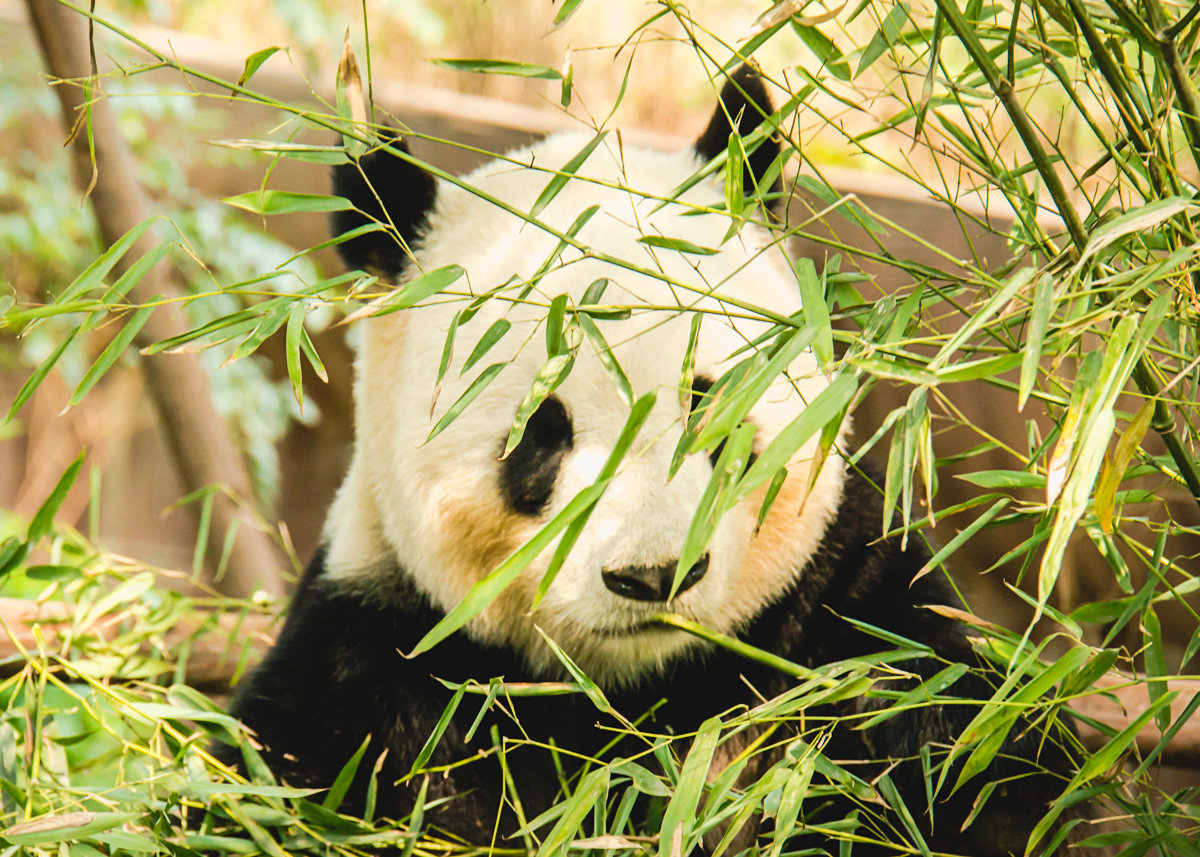 Chengdu-china-travel-photography-2013-13