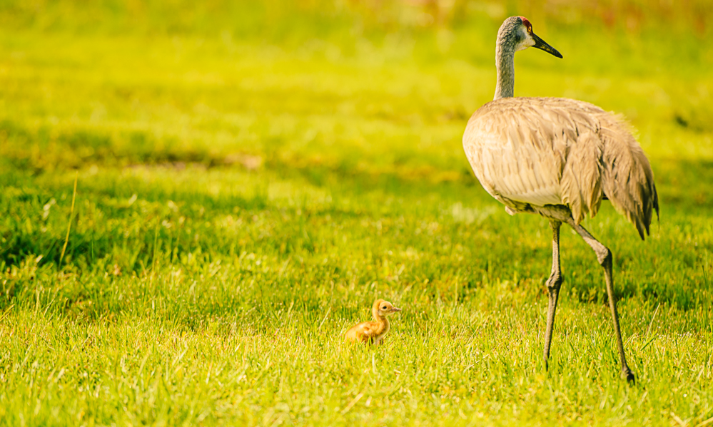 A little sandhill crane